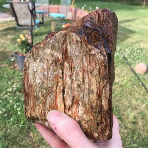 Large Petrified Wood Specimen