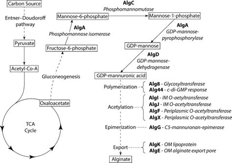 Overview of bacterial alginate biosynthesis. | Download Scientific Diagram