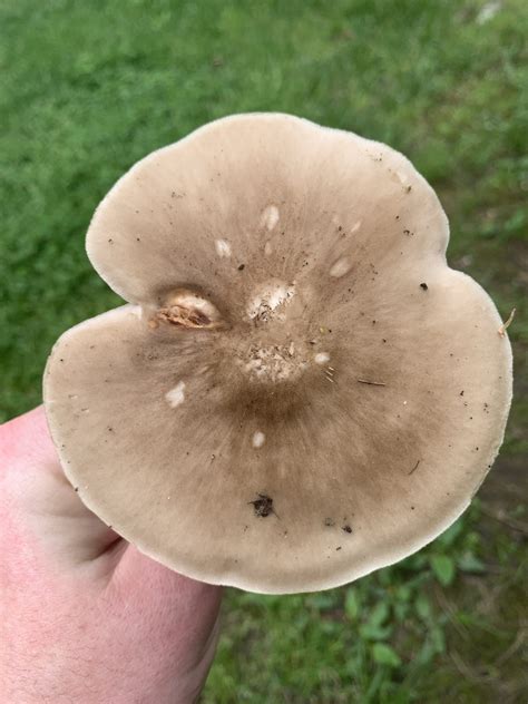 Pluteus Cervinus Group Deer Shield Mushrooms Of Ct