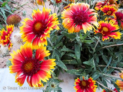 Firewheel Flower Texas Best Flower Site