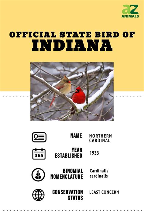 Discover the Official State Bird of Indiana - A-Z Animals