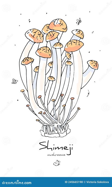 Shimeji Mushrooms White Beech Mushroom White Clamshell Mushroom