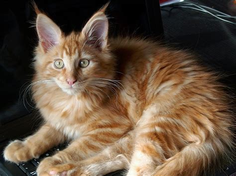 Maine Coon Caract Re Ducation Sant Prix Tout Savoir Sur Lui