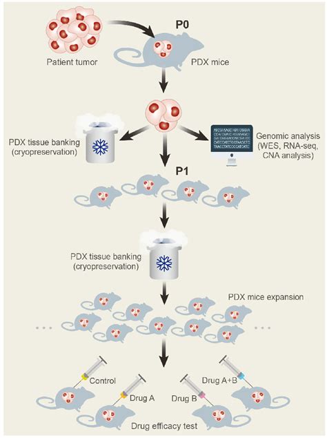 Generation Of Pdx Models Surgical Specimens From Cancer Patients Are Download Scientific