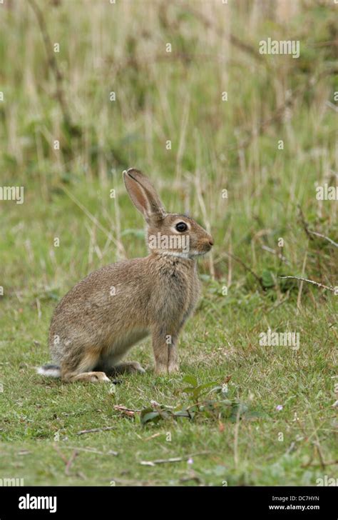 European Rabbit Oryctolagus Cuniculus Single Adult Sitting On