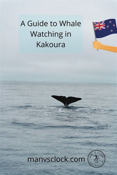 Whale Watching in Kaikoura: Tips, Prices & Best Time To Go