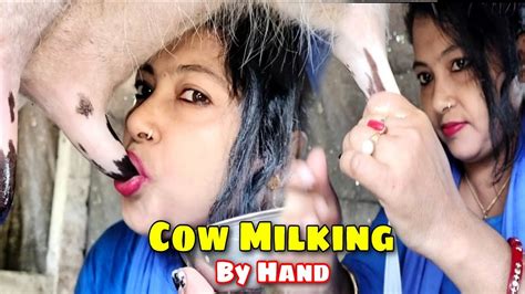 Cow Milking By Hand Drinking Milk For Udder Milking And Drink