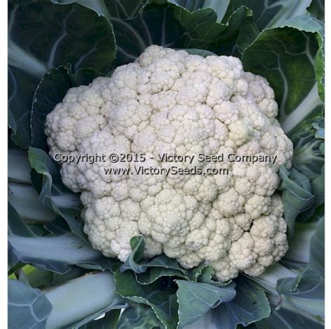 Heirloom Cauliflower Seeds From The Victory Seed Company