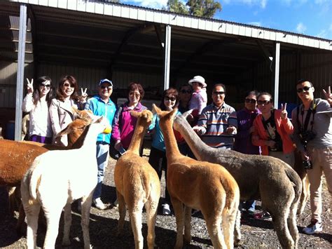 Alpaca Farm Experience Crookwell Nsw Holidays And Accommodation