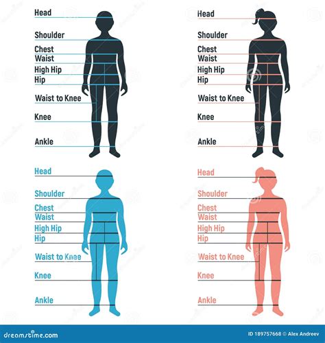 Female Size Chart Anatomy Human Character People Dummy Front And View