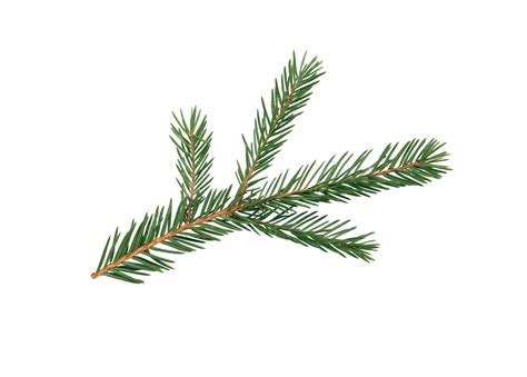 Fir Tree Branch Nature Fir Tree Forest Plant Png Transparent Image