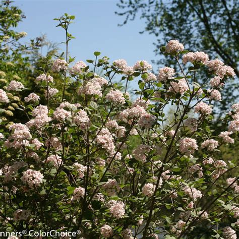 Spice Girl® Korean Spice Viburnum Viburnum Carlesii Proven Winners