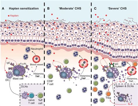 Roles Of Mast Cells Mcs In The Sensitization And Effector Phases Of