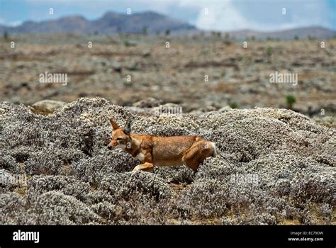 An Ethiopian Wolf Canis Simensis Hunting Rodents Sanetti Plateau