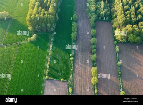 Aspen Pappeln Populus Spec Luftbild Wiesen Felder Und Pappel