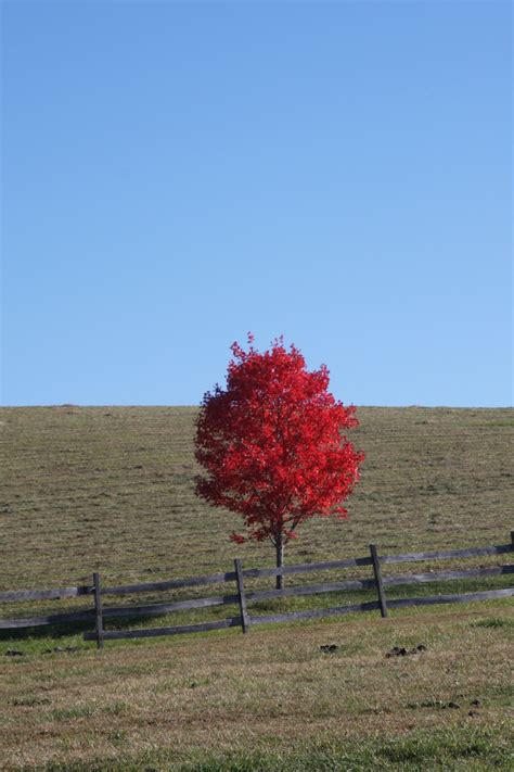 Fotos Gratis Paisaje Rbol Naturaleza C Sped Cielo Campo Prado