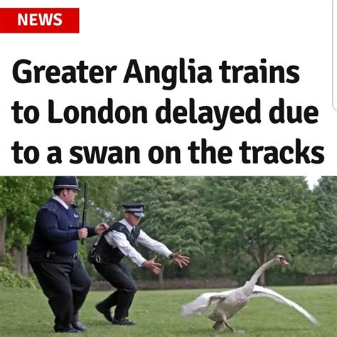 Hot Fuzz Swan