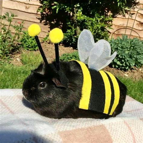 Look! I'm a Butterfly! : HeckThisIsWholesome