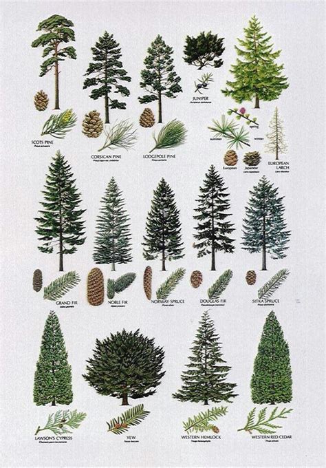 Conifer Tree Guide A Great Way To Identify Which Trees Different