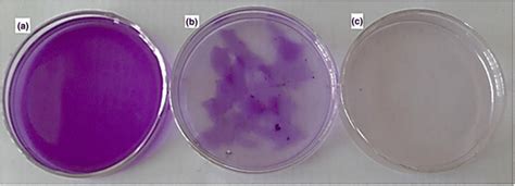 Adsorption Steps Of Cv Dye A Cv Dye Before Adsorption B Cv Loaded Onto Download Scientific