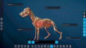 Виртуальная анатомия животных PL-VET Anatomy