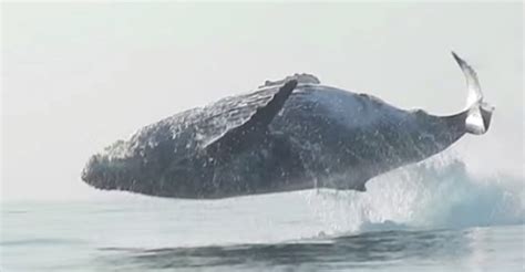 Few People Have Seen Something As Incredible As This Ton Humpback