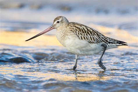 Bar Tailed Godwit Limosa Lapponica