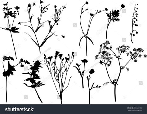 Illustration Wild Flowers Silhouettes Isolated On Stock Vector (Royalty ...