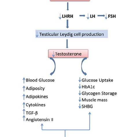 Leading Consequences Of Diabetes Related Hypogonadism Download