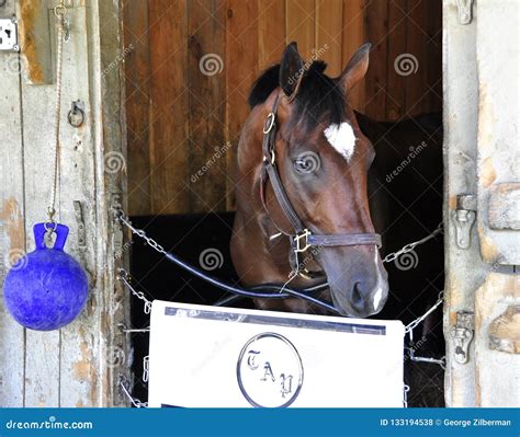 Horse Haven Saratoga Editorial Stock Photo Image Of Forehead 133194538