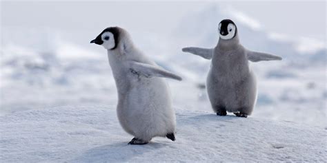 Around 10,000 Penguin Chicks Died After Antarctic Ice Bed Broke Apart ...