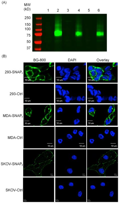 A Hek Mda Mb And Sk Ov Cells Stably Expressing Snapf Adr