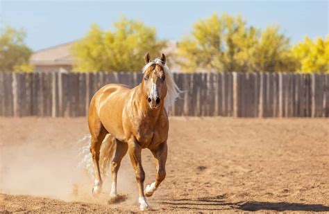 Palomino Horses History Fun Facts Photos And Care Seriously Equestrian