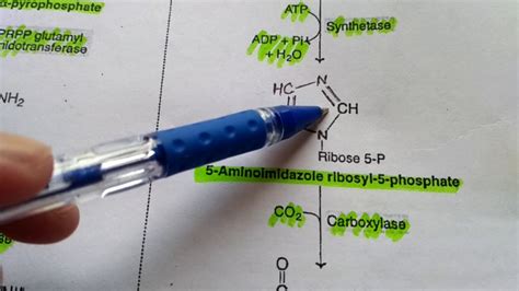 Biochemistry Unit 4 Lecture 1 Purine Biosynthesis And Catabolism Youtube