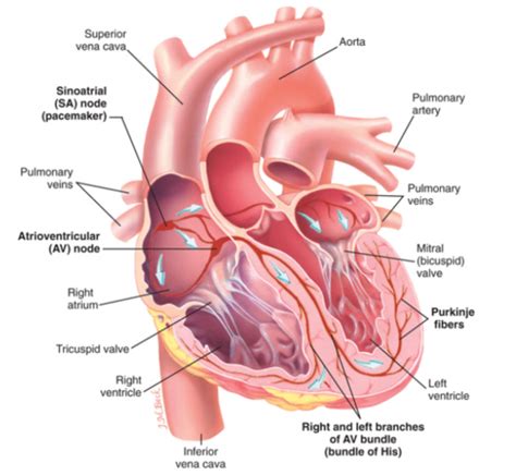 Ch Cardiovascular Disease Flashcards Quizlet