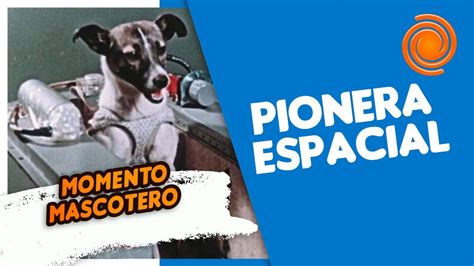 La Incre Ble Y Triste Historia De Laika La Primer Perrita En Ir Al