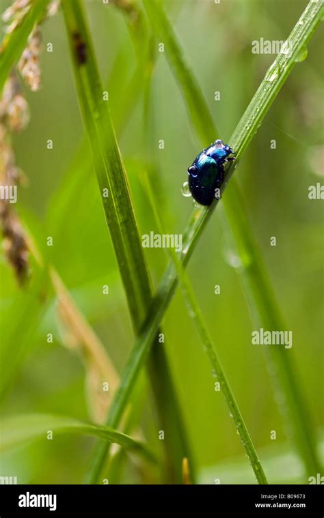 Imported Willow Leaf Beetle Plagiodera Versicolora Riedener See