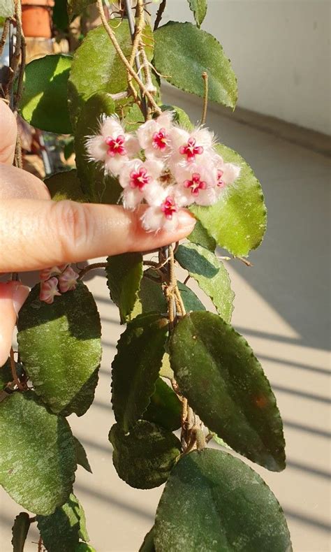 Hoya Caudata Sumatra Furniture Home Living Gardening Plants