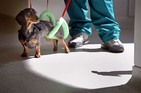 In Pictures Glasgow Vet School Daily Record