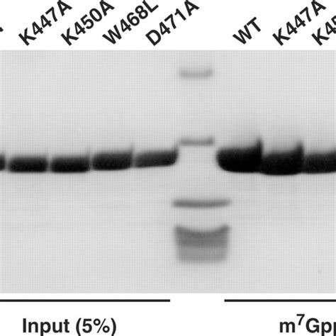 Pull Down Assays Of Parn Rrm Point Mutants The Wild Type Wt And