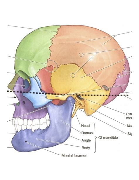 Head Diagram | Quizlet