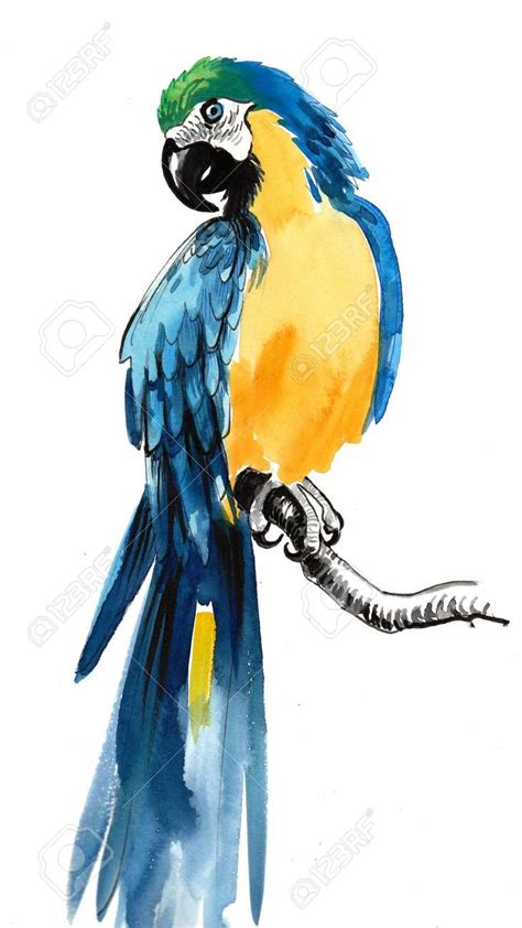 Watercolor Parrot Sitting On A Tree Branch Stock Photo Spon