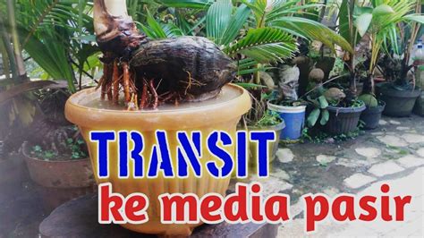 Media Tanam Untuk Bonsai Kelapa Dari Air Transit Ke Pasir Dijamin Aman