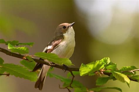 Premium Ai Image Sparrow Bird Singing Bird Its Small Bird