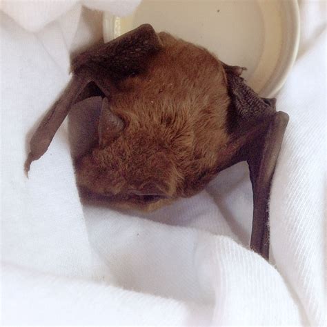 Injured Bat Found On Stoop Boing Boing