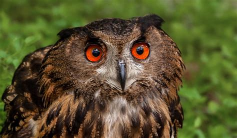 Europäischer Uhu Portrait 006a Foto & Bild | deutschland, europe ...
