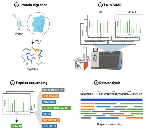 De Novo Protein Sequencing Vs Dna Sequencing Rapid Novor