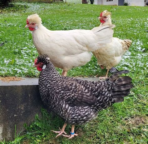 Altsteirer Hühner robuste und vielseitige Hühnerrasse Ilkasfarm