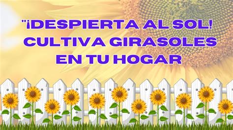 Secretos Para Cultivar Girasoles En Casa Facil Y Rapido Youtube