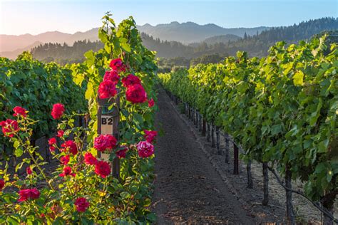 Sunset In The Napa Valley Stock Photo Download Image Now Istock